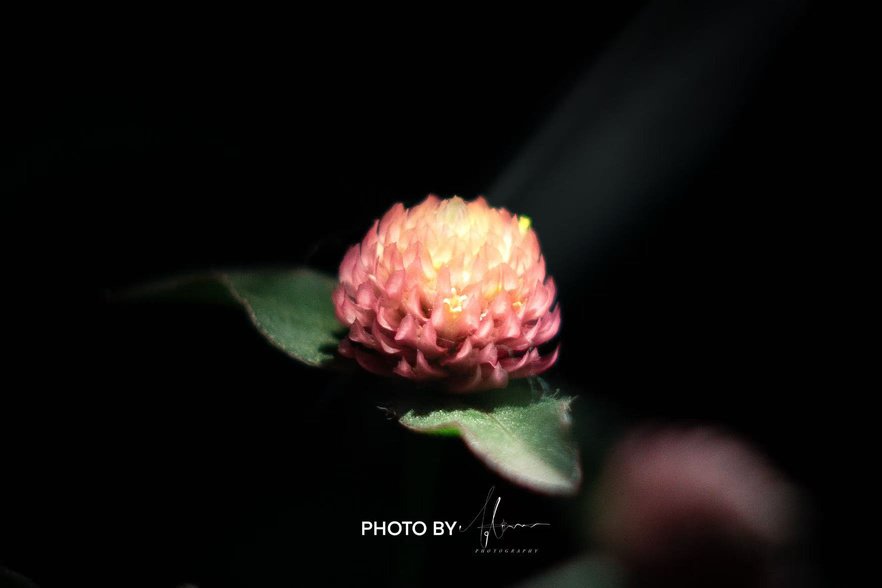 Orange flower