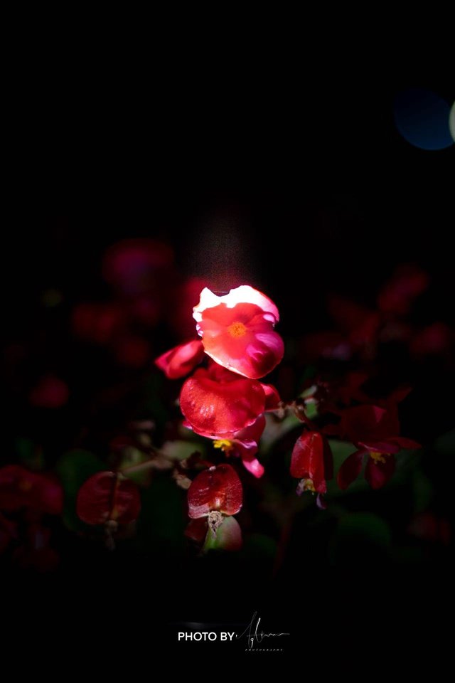 Red flower